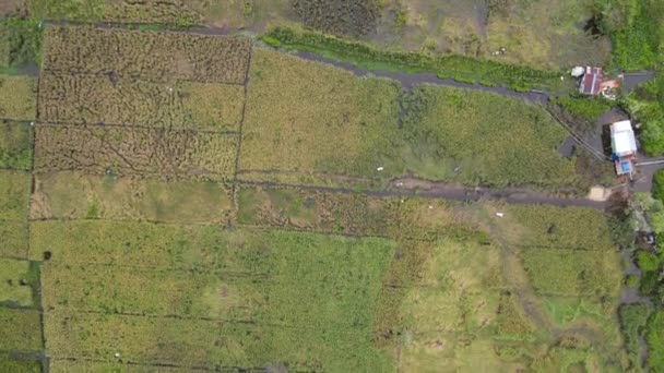 一个自上而下的关于农民工作的稻田的鸟瞰图 位于马来西亚沙捞越Skuduk村 树木和农民的一般风景 — 图库视频影像