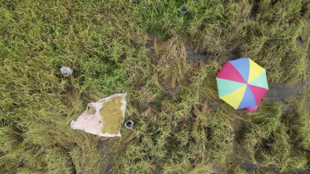 Uma Vista Aérea Cima Para Baixo Campo Arrozais Com Agricultores — Vídeo de Stock