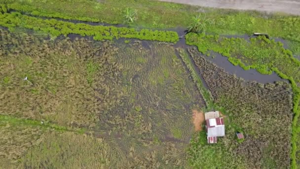 Widok Góry Pole Ryżowe Rolnikami Pracy Położony Wiosce Skuduk Sarawak — Wideo stockowe