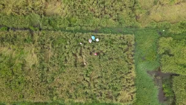 Una Vista Aérea Arriba Hacia Abajo Campo Arroz Con Los — Vídeos de Stock