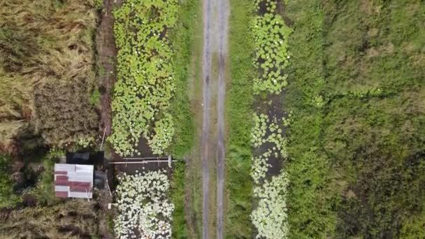 Pandangan Udara Atas Bawah Dari Sawah Dengan Petani Tempat Kerja — Stok Video