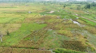 Çiftçilerin çalıştığı bir çeltik tarlasının yukarıdan aşağıya bakan görüntüsü. Skuduk Köyü, Sarawak, Malezya. Bir çeltik tarlası, kulübeler, ağaçlar ve çiftçilerin genel manzarası..