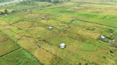 Çiftçilerin çalıştığı bir çeltik tarlasının yukarıdan aşağıya bakan görüntüsü. Skuduk Köyü, Sarawak, Malezya. Bir çeltik tarlası, kulübeler, ağaçlar ve çiftçilerin genel manzarası..