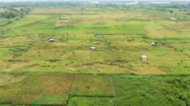 Çiftçilerin çalıştığı bir çeltik tarlasının yukarıdan aşağıya bakan görüntüsü. Skuduk Köyü, Sarawak, Malezya. Bir çeltik tarlası, kulübeler, ağaçlar ve çiftçilerin genel manzarası..