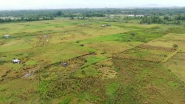 Çiftçilerin çalıştığı bir çeltik tarlasının yukarıdan aşağıya bakan görüntüsü. Skuduk Köyü, Sarawak, Malezya. Bir çeltik tarlası, kulübeler, ağaçlar ve çiftçilerin genel manzarası..
