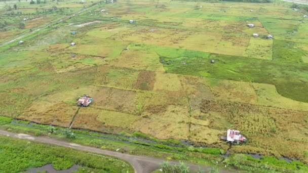 Widok Góry Pole Ryżowe Rolnikami Pracy Położony Wiosce Skuduk Sarawak — Wideo stockowe