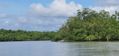 Malezya 'nın Borneo Adası' nın nehir kıyısındaki Mangrove bataklık ormanları