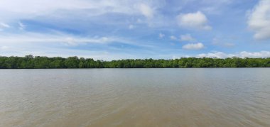 Malezya 'nın Borneo Adası' nın nehir kıyısındaki Mangrove bataklık ormanları