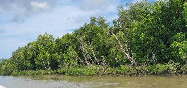 Malezya 'nın Borneo Adası' nın nehir kıyısındaki Mangrove bataklık ormanları