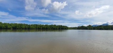 Malezya 'nın Borneo Adası' nın nehir kıyısındaki Mangrove bataklık ormanları