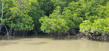 Malezya 'nın Borneo Adası' nın nehir kıyısındaki Mangrove bataklık ormanları