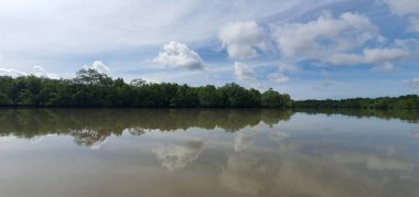Malezya 'nın Borneo Adası' nın nehir kıyısındaki Mangrove bataklık ormanları