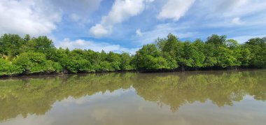 Malezya 'nın Borneo Adası' nın nehir kıyısındaki Mangrove bataklık ormanları