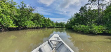 Malezya 'nın Borneo Adası' nın nehir kıyısındaki Mangrove bataklık ormanları