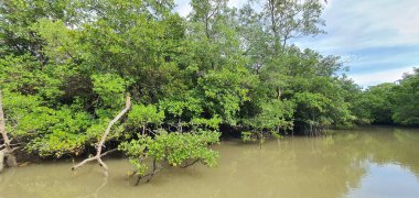 Malezya 'nın Borneo Adası' nın nehir kıyısındaki Mangrove bataklık ormanları