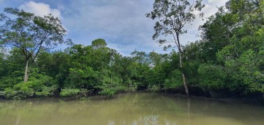 Malezya 'nın Borneo Adası' nın nehir kıyısındaki Mangrove bataklık ormanları