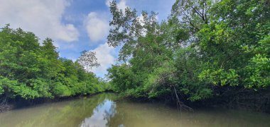 Malezya 'nın Borneo Adası' nın nehir kıyısındaki Mangrove bataklık ormanları