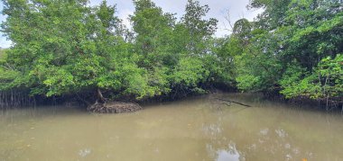 Malezya 'nın Borneo Adası' nın nehir kıyısındaki Mangrove bataklık ormanları