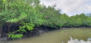 Malezya 'nın Borneo Adası' nın nehir kıyısındaki Mangrove bataklık ormanları