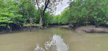 Malezya 'nın Borneo Adası' nın nehir kıyısındaki Mangrove bataklık ormanları