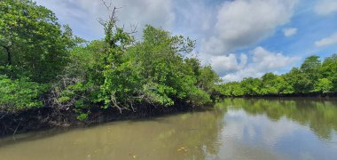 Malezya 'nın Borneo Adası' nın nehir kıyısındaki Mangrove bataklık ormanları