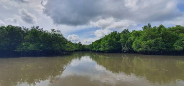 Malezya 'nın Borneo Adası' nın nehir kıyısındaki Mangrove bataklık ormanları