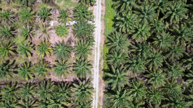 Sarawak 'taki Palm Oil Konutları, Borneo Adası, Malezya