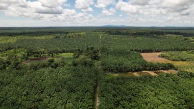 Sarawak 'taki Palm Oil Konutları, Borneo Adası, Malezya