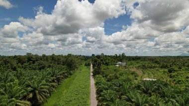 Sarawak 'taki Palm Oil Konutları, Borneo Adası, Malezya