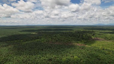 Sarawak 'taki Palm Oil Konutları, Borneo Adası, Malezya