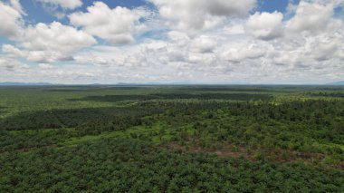 Sarawak 'taki Palm Oil Konutları, Borneo Adası, Malezya