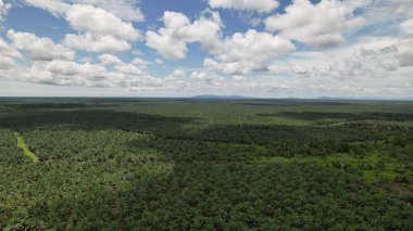 Sarawak 'taki Palm Oil Konutları, Borneo Adası, Malezya