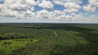 Sarawak 'taki Palm Oil Konutları, Borneo Adası, Malezya