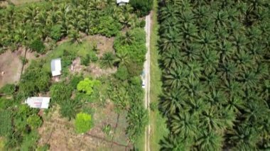 Sarawak 'taki Palm Oil Konutları, Borneo Adası, Malezya