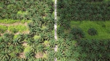 Sarawak 'taki Palm Oil Konutları, Borneo Adası, Malezya