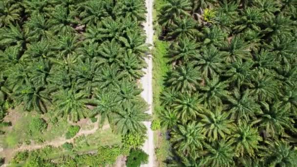 Palm Oil Estates Sarawak Het Eiland Borneo Maleisië — Stockvideo