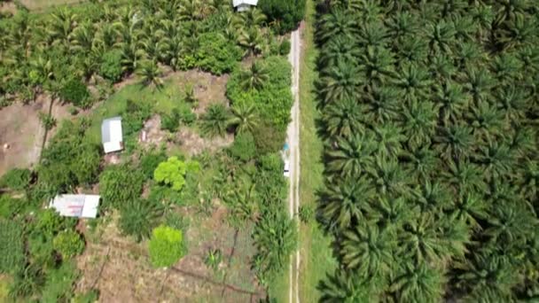 Sarawak Taki Palm Oil Konutları Borneo Adası Malezya — Stok video