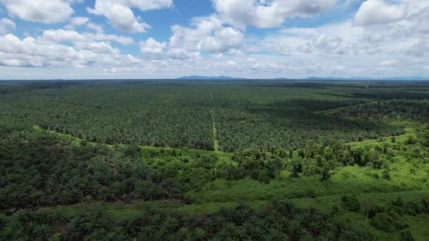 Proprietà Dell Olio Palma Sarawak Nell Isola Del Borneo Malesia — Video Stock