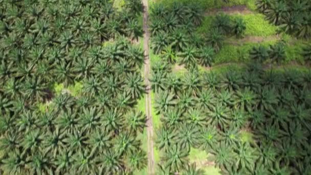 Palm Oil Estates Sarawak Het Eiland Borneo Maleisië — Stockvideo