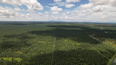 Sarawak 'taki Palm Oil Konutları, Borneo Adası, Malezya