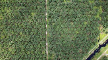 Sarawak 'taki Palm Oil Konutları, Borneo Adası, Malezya