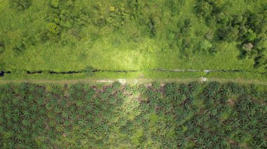 Sarawak 'taki Palm Oil Konutları, Borneo Adası, Malezya