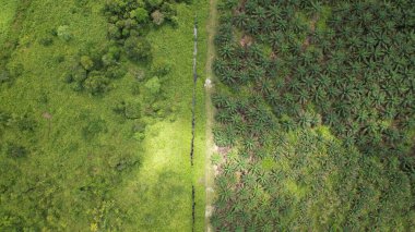 Sarawak 'taki Palm Oil Konutları, Borneo Adası, Malezya