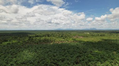 Sarawak 'taki Palm Oil Konutları, Borneo Adası, Malezya
