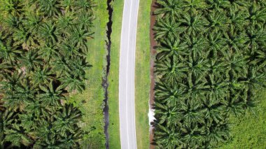 Sarawak 'taki Palm Oil Konutları, Borneo Adası, Malezya
