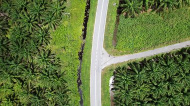 Sarawak 'taki Palm Oil Konutları, Borneo Adası, Malezya