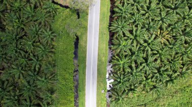 Sarawak 'taki Palm Oil Konutları, Borneo Adası, Malezya