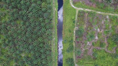 Sarawak 'taki Palm Oil Konutları, Borneo Adası, Malezya