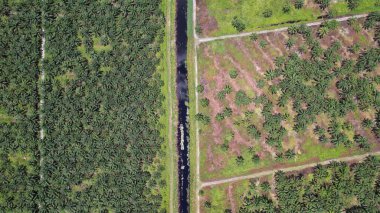 Sarawak 'taki Palm Oil Konutları, Borneo Adası, Malezya