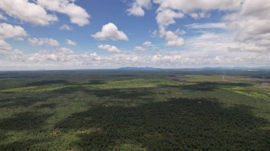 Sarawak 'taki Palm Oil Konutları, Borneo Adası, Malezya